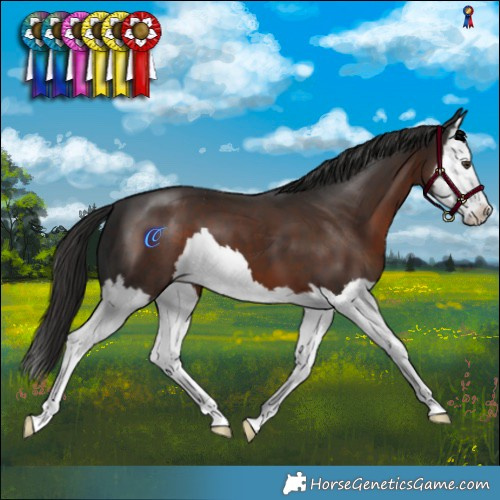 Horse Color:Liver Chestnut Splash 
