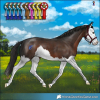 Horse Color:Liver Chestnut Splash 