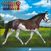 Horse Color:Liver Chestnut Splash 