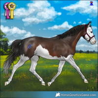 Horse Color:Liver Chestnut Splash 