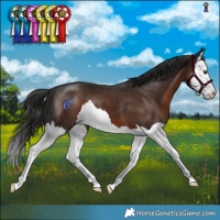 Horse Color:Liver Chestnut Splash 