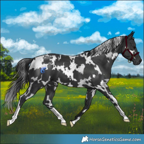 Horse Color:White Spotted Black 