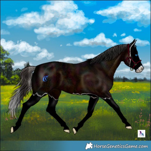 Horse Color:Midnight Bay Ice Splash 