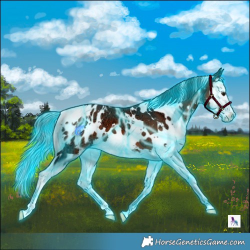 Horse Color:Thunderstruck White Spotted Brown Ice Splash Appaloosa 