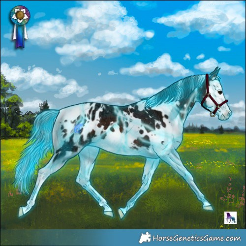 Horse Color:Thunderstruck White Spotted Brown Ice Splash Appaloosa 