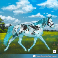 Horse Color:Thunderstruck White Spotted Brown Ice Splash Appaloosa 