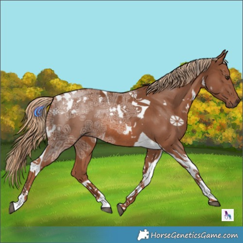 Horse Color:White Spotted Chestnut Ice Tobiano Rabicano 