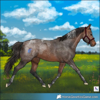 Horse Color:Bay Ice Tobiano Rabicano