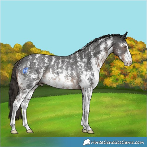 Horse Color:Liver Chestnut Sabino Rabicano 