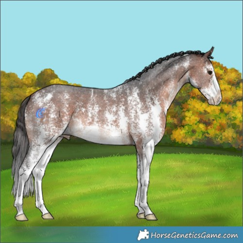 Horse Color:Bay Mushroom Sabino 