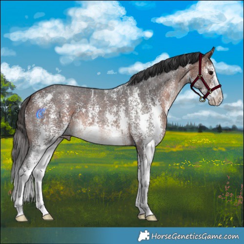 Horse Color:Bay Mushroom Sabino 