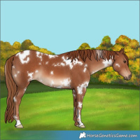 Horse Color:White Spotted Chestnut