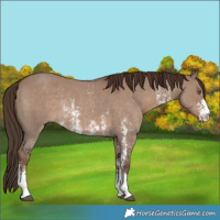 Horse Color:Liver Red Dun Sabino Rabicano 