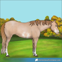 Horse Color:Bay Pearl Sabino 