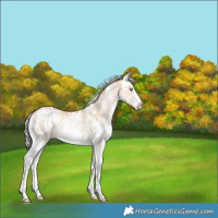 Horse Color:Silver Bay Pearl Dun Sabino Rabicano