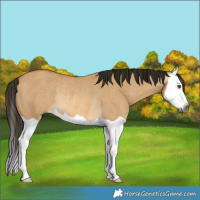 Horse Color:Gray Buckskin Dun Splash Rabicano