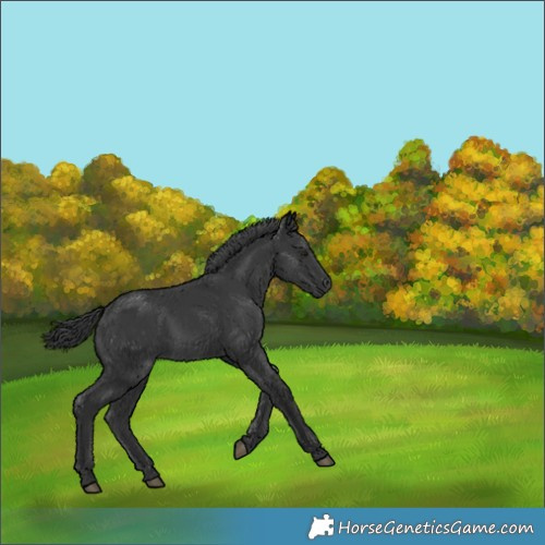 Horse Color:Black 