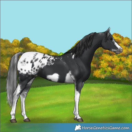 Horse Color:White Spotted Black Splash Tobiano Frame Appaloosa 