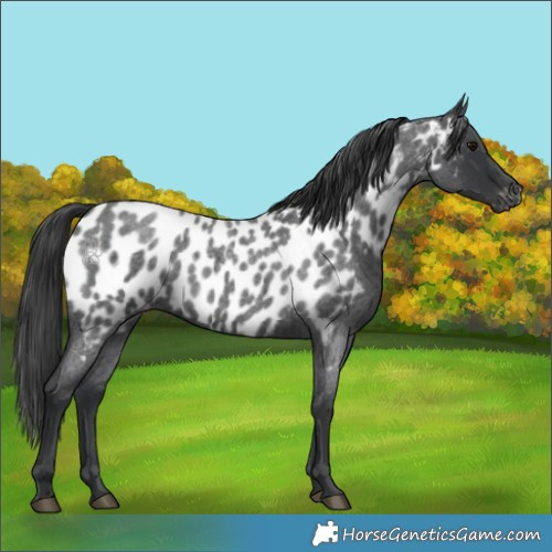Horse Color:Blue Roan Appaloosa