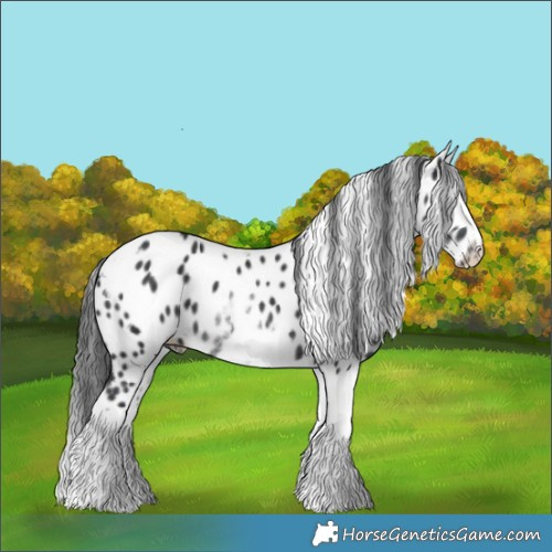 Horse Color:White Spotted Black Splash Tobiano Frame Appaloosa 
