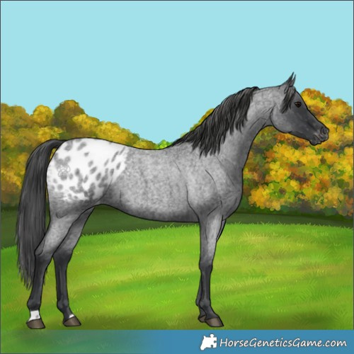 Horse Color:Blue Roan Appaloosa 