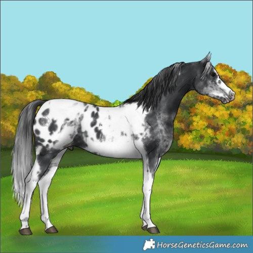 Horse Color:White Spotted Black Splash Tobiano Frame Appaloosa 