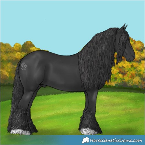 Horse Color:Black 