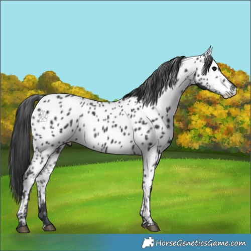Horse Color:Black Appaloosa 