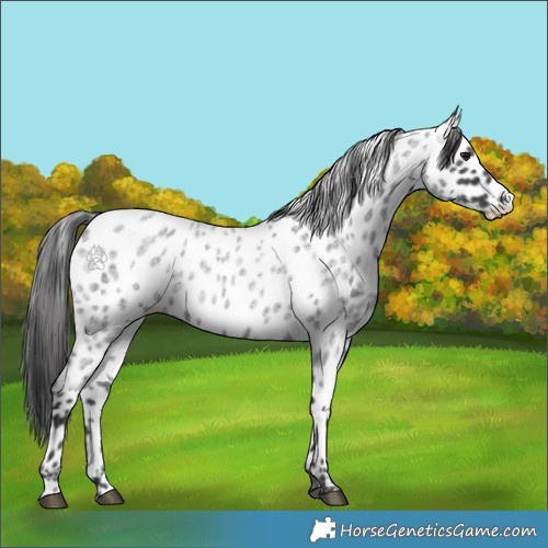 Horse Color:Blue Roan Appaloosa