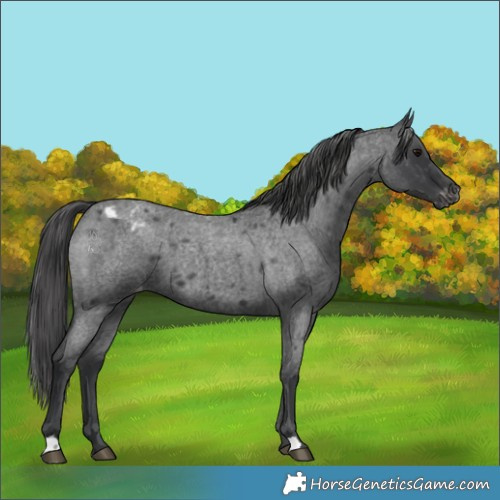 Horse Color:Blue Roan Appaloosa 