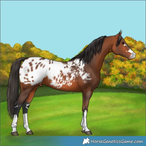 Horse Color:Bay Appaloosa 