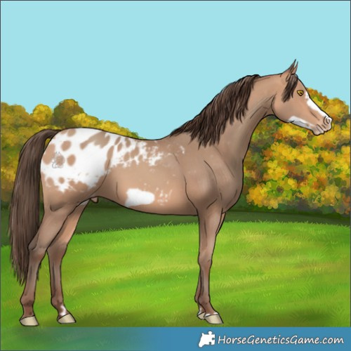Horse Color:Amber Champagne Frame Appaloosa 