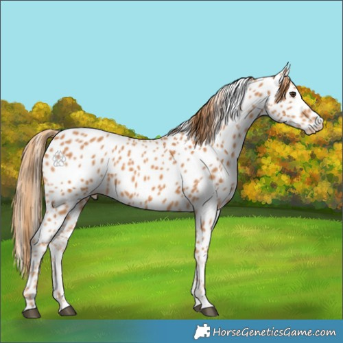 Horse Color:Chestnut Appaloosa