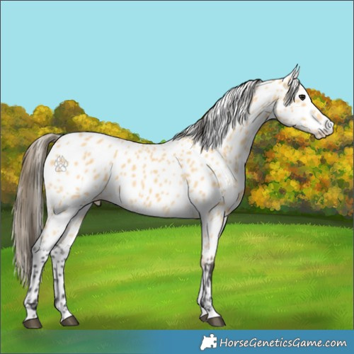 Horse Color:Buckskin Leopard