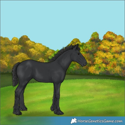 Horse Color:Black 