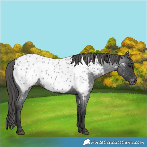 Horse Color:Blue Roan Appaloosa 