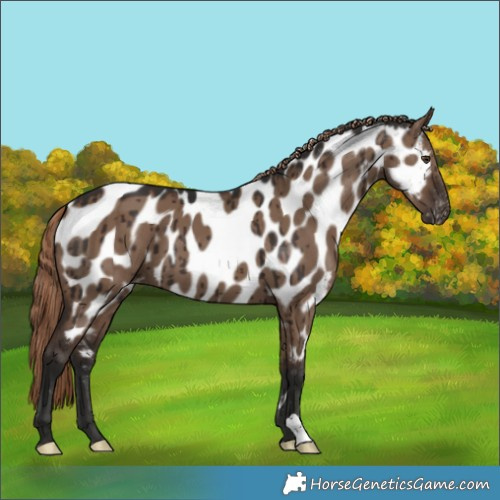 Horse Color:Liver Red Dun Appaloosa Brindle 
