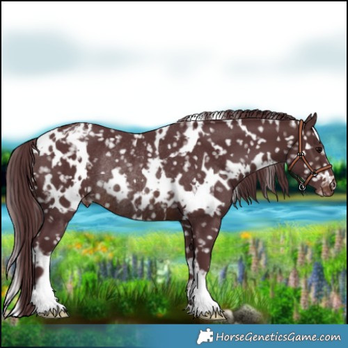 Horse Color:White Spotted Chocolate Brown Appaloosa Rabicano 