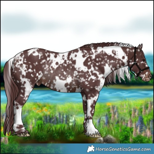 Horse Color:White Spotted Chocolate Brown Appaloosa Rabicano 