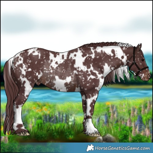 Horse Color:White Spotted Chocolate Brown Appaloosa Rabicano 