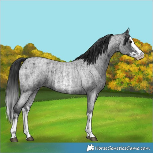Horse Color:Blue Roan Sabino Splash  and Blue Roan Sabino Splash 