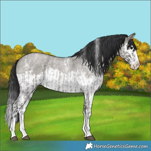 Horse Color:Grullo Roan Sabino Splash  and Grullo Roan Sabino Splash 