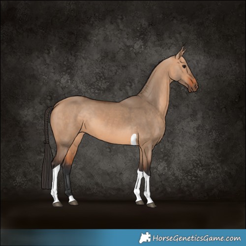 Horse Color:Bay Dun Tobiano 