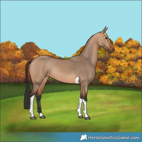 Horse Color:Bay Dun Tobiano