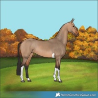 Horse Color:Bay Dun Tobiano