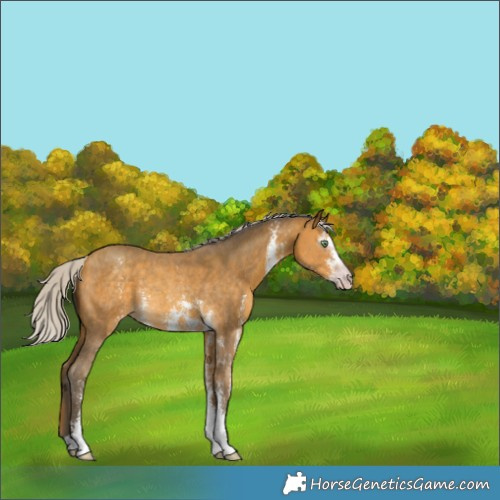 Horse Color:Gray Silver Amber Cream Champagne Sabino Rabicano 
