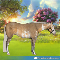 Horse Color:Gray Silver Amber Cream Champagne Sabino Rabicano 