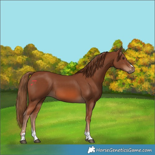 Horse Color:Chestnut 