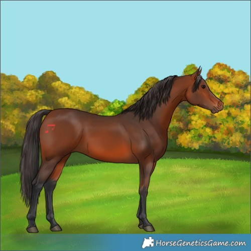 Horse Color:Bay 