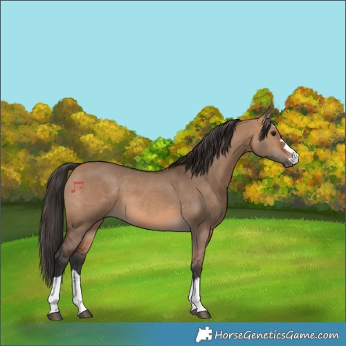 Horse Color:Bay Dun